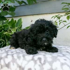 Kalie, Shih-Poo Puppy